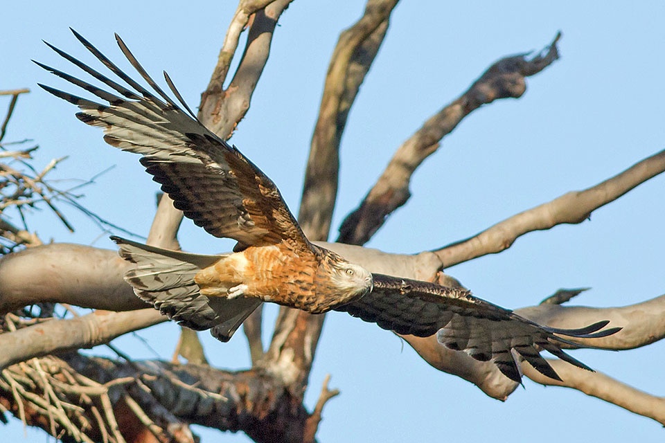 Square-tailed Kite (Lophoictinia isura)